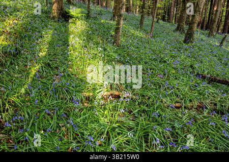 Newry, Irlanda del Nord. 26 aprile 2025. Bluebells in fiore in the Big Wood, warrenpoint, Irlanda del Nord credito: Bonzo/Alamy Live News Foto Stock