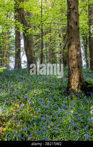 Newry, Irlanda del Nord. 26 aprile 2025. Bluebells in fiore in the Big Wood, warrenpoint, Irlanda del Nord credito: Bonzo/Alamy Live News Foto Stock