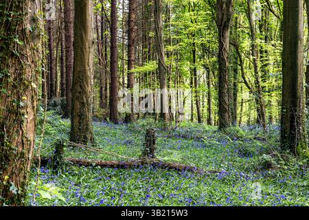 Newry, Irlanda del Nord. 26 aprile 2025. Bluebells in fiore in the Big Wood, warrenpoint, Irlanda del Nord credito: Bonzo/Alamy Live News Foto Stock