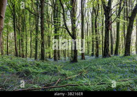 Newry, Irlanda del Nord. 26 aprile 2025. Bluebells in fiore in the Big Wood, warrenpoint, Irlanda del Nord credito: Bonzo/Alamy Live News Foto Stock