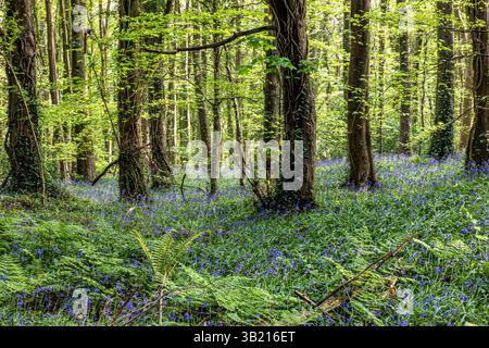 Newry, Irlanda del Nord. 26 aprile 2025. Bluebells in fiore in the Big Wood, warrenpoint, Irlanda del Nord credito: Bonzo/Alamy Live News Foto Stock