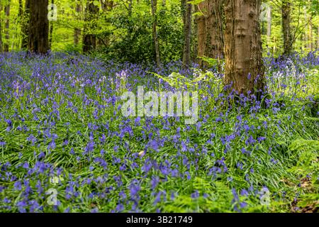 Newry, Irlanda del Nord. 26 aprile 2025. Bluebells in fiore in the Big Wood, warrenpoint, Irlanda del Nord credito: Bonzo/Alamy Live News Foto Stock