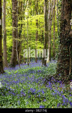 Newry, Irlanda del Nord. 26 aprile 2025. Bluebells in fiore in the Big Wood, warrenpoint, Irlanda del Nord credito: Bonzo/Alamy Live News Foto Stock