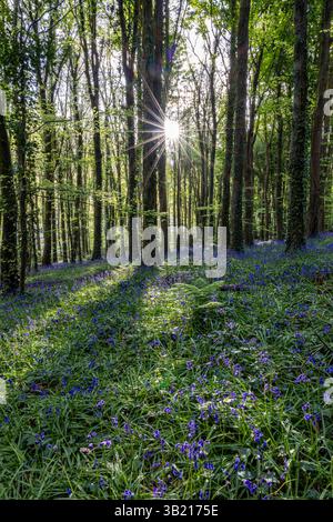 Newry, Irlanda del Nord. 26 aprile 2025. Bluebells in fiore in the Big Wood, warrenpoint, Irlanda del Nord credito: Bonzo/Alamy Live News Foto Stock