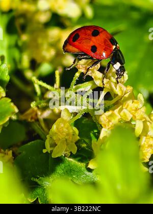 Coccinello sui fiori gialli. Macro Fotografia della bellezza della natura. Vivido primo piano di una coccinella rossa arroccata su delicati fiori gialli circondati da lussureggianti Foto Stock