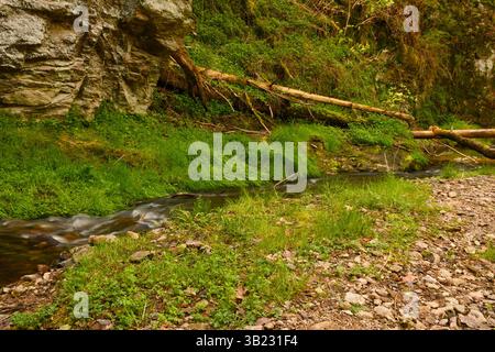 Piccolo ruscello che scorre oltre rocce e erba verde. Foto Stock