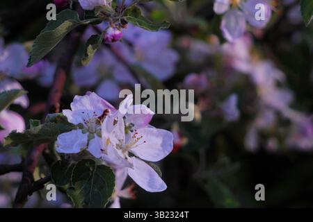 alberi da frutto in piena primavera fioriscono ciliegie, pere o mele con piccoli fiori bianchi contro il cielo azzurro, catturando la natura serena bellezza. Foto Stock
