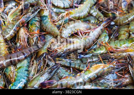 Un mucchio di grandi gamberi crudi, vista dall'alto. Foto Stock