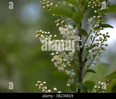 Primo piano di fiori di ciliegio (Prunus padus) in primavera, che mostrano fiori bianchi in ammassi su un morbido sfondo verde. Foto di Hugo E. Foto Stock