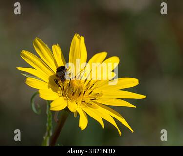 Un bumblebee coperto di polline visita un fiore composito giallo brillante, probabilmente una barba di capra (specie di Tragopogon), in un prato illuminato dal sole. Immagine macro di Foto Stock