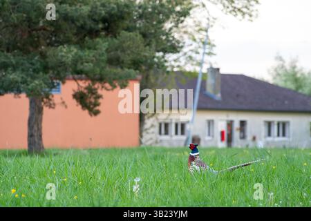 Fagiano maschio con piumaggio luminoso in erba con case suburbane sullo sfondo, che mescolano fauna selvatica e habitat umano. Foto Stock