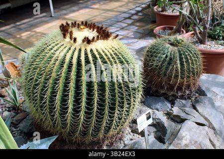 Echinocactus grusonii (Cactus a canne d'oro) nell'arido giardino roccioso Foto Stock