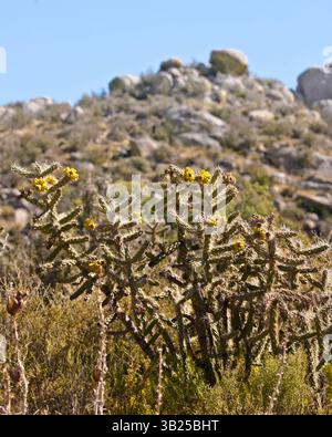 17 ottobre 2010 - Albuquerque, nuovo Messico, Stati Uniti - il cane Cholla Cactus (Cylindropuntia imbricata) ai piedi delle montagne Sandia all'interno della Cibola National Forest ad est di Albuquerque, nuovo Messico. La specie più comune di cholla nel nuovo Messico, è un cactus cespuglioso con steli spinosi, cilindrici e carnosi. (Immagine di credito: © Arnold Drapkin/ZUMAPRESS.com) Foto Stock