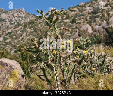17 ottobre 2010 - Albuquerque, nuovo Messico, Stati Uniti - il cane Cholla Cactus (Cylindropuntia imbricata) ai piedi delle montagne Sandia all'interno della Cibola National Forest ad est di Albuquerque, nuovo Messico. La specie più comune di cholla nel nuovo Messico, è un cactus cespuglioso con steli spinosi, cilindrici e carnosi. (Immagine di credito: © Arnold Drapkin/ZUMAPRESS.com) Foto Stock