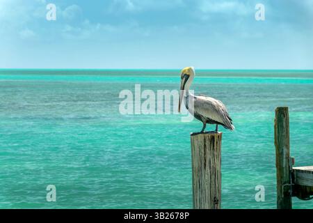Pellicano marrone su un molo di legno, sfondo caraibico, Islamorada, paesaggio delle Florida Keys Foto Stock