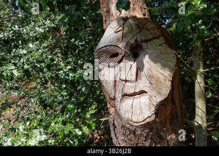 Faccia scolpita in un tronco di albero a Lymm Dam nel Cheshire, Inghilterra. Foto Stock