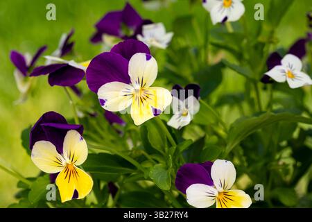 Viola tricolore con fiori viola, gialli e bianchi. Giardino di fiori selvatici, giardinaggio di fiori e concetto di cura delle piante. Foto Stock