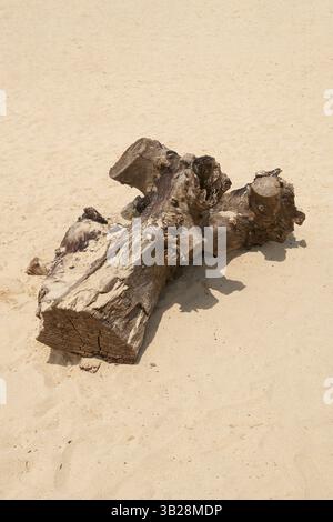 driftwood o un vecchio pezzo di legno intempestivo disteso sulla sabbia della spiaggia, bagnato dal vento, dalle maree o dalle onde, focalizzato su una giornata di sole con spazio fotocopie Foto Stock