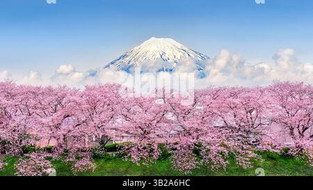 Montagne Fuji e fiori di ciliegio a Shizuoka, Giappone. Foto Stock