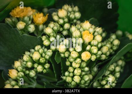 Kalanchoe blossfeldiana, fiorista giallo Kalanchoe. Piccoli fiori di Kalanchoe da vicino. Bella e luminosa calandiva pianta succulenta. Fl. Giallo fiorito Foto Stock