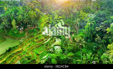 Terrazza di riso Tegalalang a Bali, Indonesia. Foto Stock