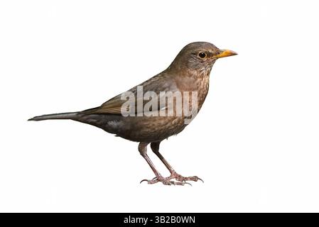 Femmina di uccello nero comune isolata su sfondo bianco (Turdus merula). Foto Stock