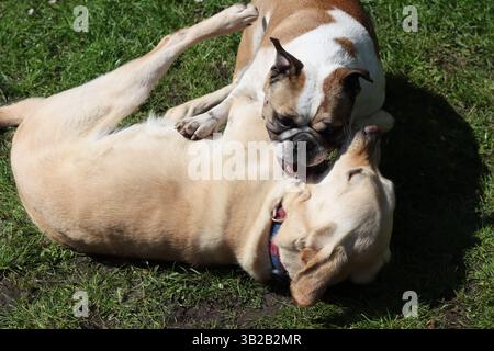 Due cani che giocano insieme in giardino in una giornata estiva di sole. Foto Stock