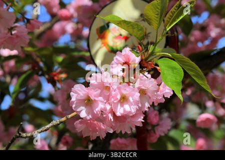 Ciliegio giapponese, albero di sakura con bellissimi fiori rosa fiorisce in primavera in un parco cittadino. Sfondo Sakura Foto Stock