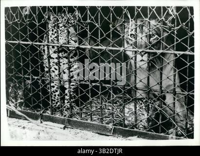 02 marzo 2012 - presentazione dei primi "Leopons" al mondo. "Made in Japan".: Per la prima volta al mondo - i custodi dell'Hanshin Park Zoo, vicino a Osaka - Giappone sono riusciti ad accoppiare un leopardo e una leonessa - e sono nati due leoni leopardo - noti come "Leopons". In precedenza, i leoni e le tigri sono stati accoppiati per produrre "Ligers"; una leonessa e una tigre, che producono "tigoni"; e c'è stata un'unione leone e leopardo con la produzione di "Lipardi". Il leopardo chiamato ''Koshio'' ha 4 anni e 9 mesi e proviene da Hagenbach Menagerie - Germania - mentre ''Sonoko'' il leopardo Foto Stock