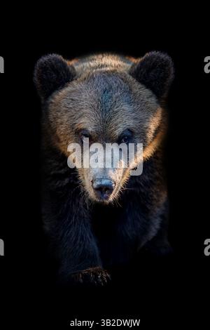Un giovane cucciolo di orso bruno guarda direttamente in avanti, mostrando le sue caratteristiche accattivanti e l'espressione curiosa. Lo sfondo scuro accentua la pelliccia e il cappuccio Foto Stock
