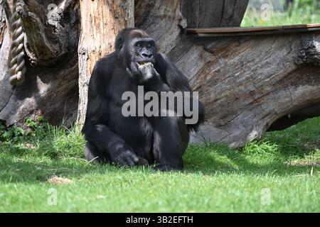 Un gorilla femminile della pianura occidentale allo zoo di Londra Foto Stock