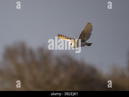 Un bellissimo fienile (Tyto Alba) in volo su un terreno boschivo. Illuminata dal sole che tramonta, mentre vai a caccia alla luce della sera. Suffolk, Regno Unito Foto Stock