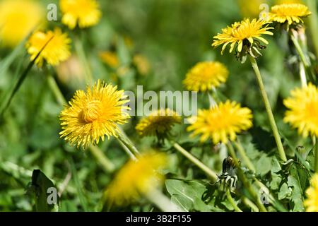 Fiore giallo di dente di leone che cresce nell'erba del campo. Taraxacum officinale, noto anche come tarassio comune. Pianta erbacea. Foto Stock