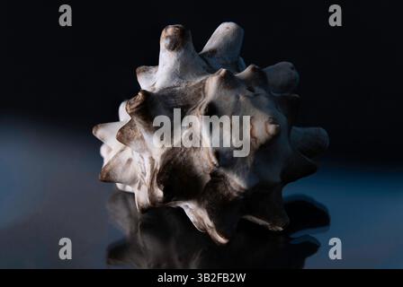 Conchiglie su sfondo nero con evidenziazioni blu Foto Stock