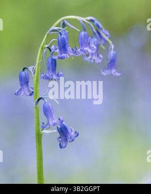 Bluebells primaverili inglesi a St Vincents Wood, Freeland, Oxfordshire Foto Stock