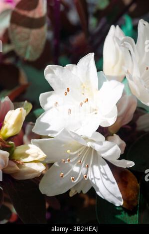 Un primo piano cattura la delicata bellezza dei fiori bianchi di azalea in fiore. L'immagine evidenzia i dettagli intricati dei petali Foto Stock