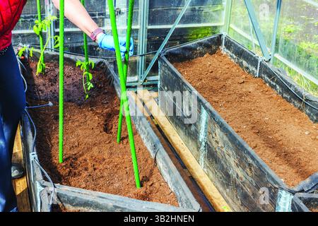Bastoncini di sostegno per le cravatte da donna per le piantine di pomodoro giovani piantate in letti rialzati in serra. Svezia. Foto Stock