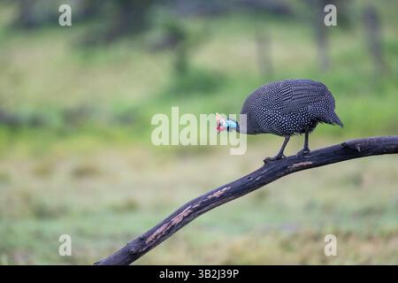 Helmeted faraone (Numida meleagris) Foto Stock