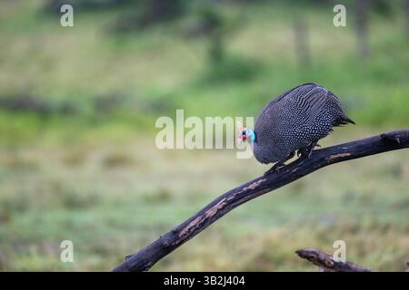 Helmeted faraone (Numida meleagris) Foto Stock