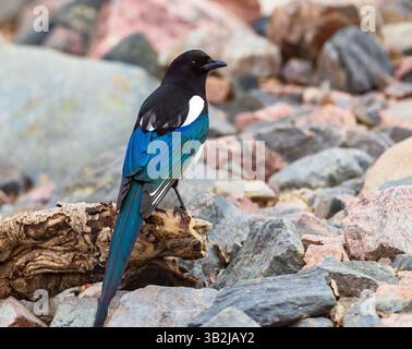 Una Magpie con splendide piume colorate arroccate su un pezzo di legno di mare con rocce e massi sullo sfondo. Foto Stock