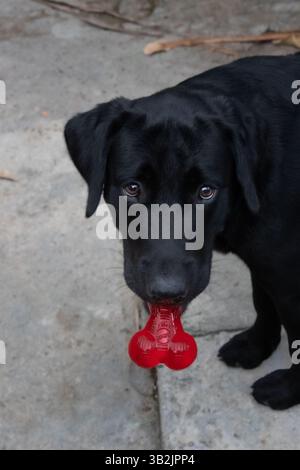 Black Labrador Retriever guarda la fotocamera con un giocattolo rosso Foto Stock