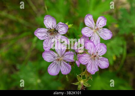 Feste degli insetti sulle fioriture di Geranio nel Parco Nazionale del Grand Teton Foto Stock