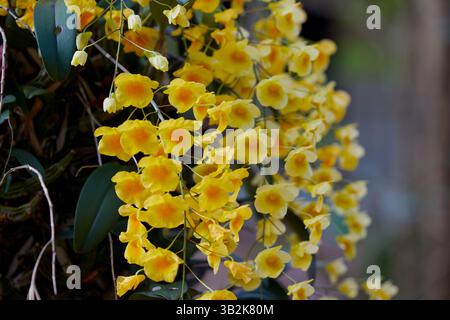 Vista ravvicinata della crescita gialla di Dendrobium lindleyi sull'albero Foto Stock