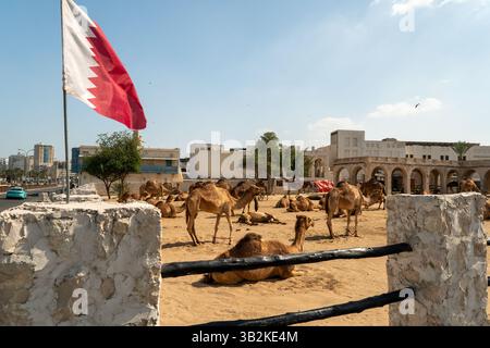 Il mercato dei cammelli al Souq Waqif di Doha, Qatar Foto Stock