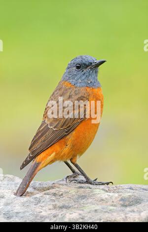Un colorato muso maschile di Cape rock (Monticola rupestris) arroccato su una roccia, Sud Africa Foto Stock