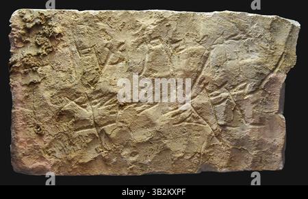 7455. Iscrizione in pietra scritta in paleo-ebraico: "Maledetto essere Hagaf figlio di Hagav da Yahweh Sabaot". Foto Stock