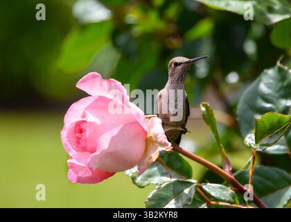 Un piccolo colibrì poggia su una rosa vibrante, circondata da foglie verdi lussureggianti. La calda luce del sole mette in risalto le sue piume, creando un gard tranquillo Foto Stock
