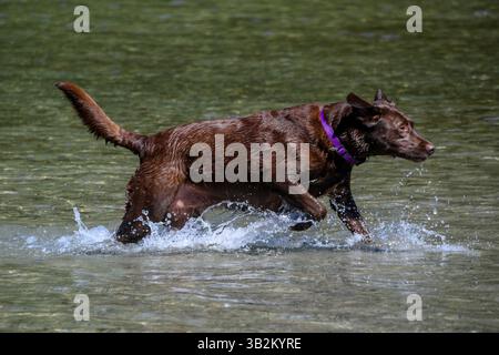 Un Labrador retriever al cioccolato gioca nelle acque poco profonde di un fiume, creando spruzzi mentre ti godi un pomeriggio di sole all'aperto. Il cane sembra ene Foto Stock