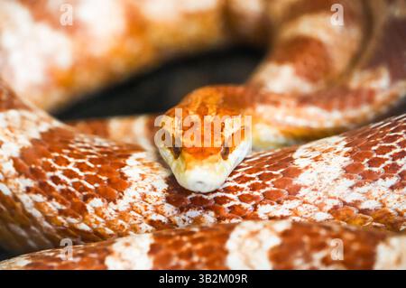 Ritratto di un serpente di mais. Serpente in primo piano. Pantherophis guttatus Foto Stock