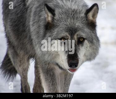 Un lupo cammina attraverso un ambiente innevato, mostrando la sua pelliccia spessa e lo sguardo intenso. L'ambiente freddo mette in risalto la bellezza naturale dell'animale e. Foto Stock